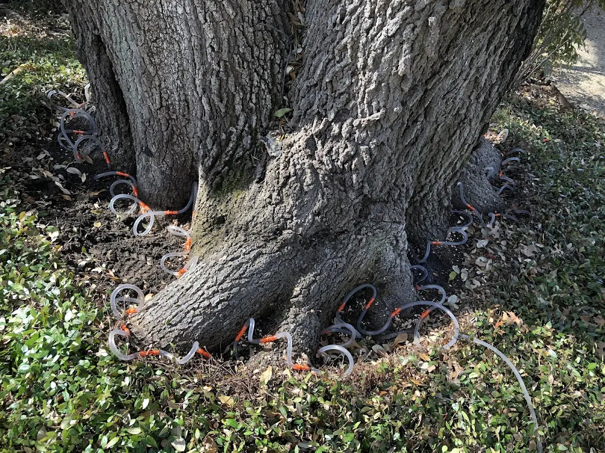 Detailed Tree Cabling and Bracing job site in King Ferry