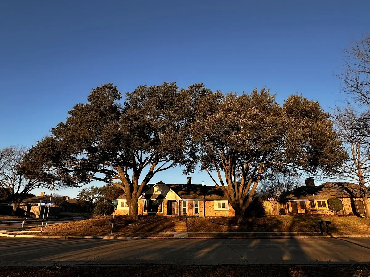 Established residential canopy tree shading a home in King Ferry